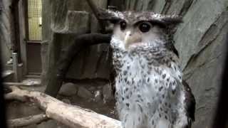 Too coolForest Eagle OwlSpotbellied Eagle Owlネパールワシミミズク。 [upl. by Atinav]