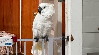 Buster ranting at Earl roomtakeover parrot rant [upl. by Schaumberger]