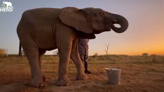 Albino Baby Elephant Khanyisa is One Tonne Big 1000 Kgs 2200 Pounds [upl. by Latham]