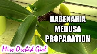 Habenaria medusa orchid update  corm propagation [upl. by Vezza]