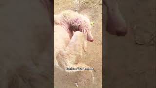 Before and after treatment of dog suffering from scabies [upl. by Shanly57]