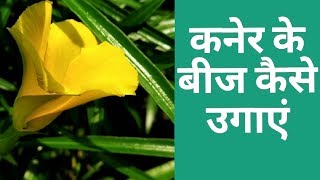 कनेर के बीज कैसे उगाएं  How to grow Oleander seeds  yellow oleander [upl. by Avuha]