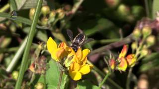 MEGACHILE  Megachilidae  Abeille Solitaire  BRUITX [upl. by Capone886]