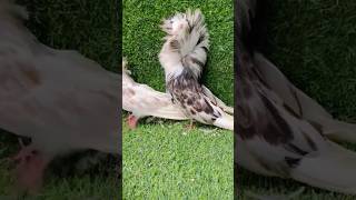 Jacobin Pigeon shorts viral birds reels pakistan pigeon birdslover [upl. by Auqinihs]