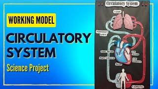 Circulatory System Working Model  Science Project  Circulatory System Project  Human Heart [upl. by Eleumas614]