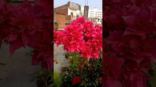 Bougainvillea flower plant  double petal Bougainvillea care winter flowering plant [upl. by Losse]