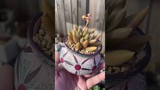 Echeveria Tolimanensis green echeveria plants succulent succulentobsession cutepots [upl. by Arhoz49]