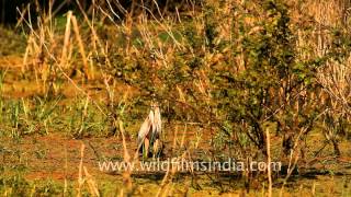 Grey Heron in Bharatpur [upl. by Wallinga]