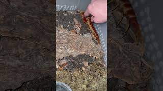 Pet your pedes guys centipede scolopendra pet bug [upl. by Liek]