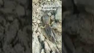 Mole cricket in farmer field [upl. by Morentz]