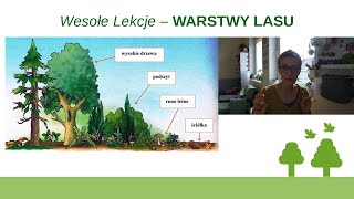 Warstwy lasu 🌳 Lekcja przyrody [upl. by Anaj]