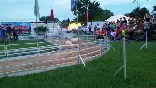 Hilarious Pig Race  Guaranteed Laughs [upl. by Mahseh]