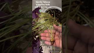 How to propagate oxalis or butterfly plant oxalis plantpropagation shorts shortsfeed [upl. by Nylaret]