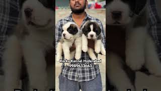 Rocky Kennel Hyderabad Gaint Size St Bernard Puppies 9989633663 stbernard ytshorts shorts puppy [upl. by Geraldina807]