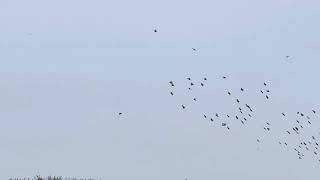 Murmuration Birds Jaywick Sands [upl. by Nostaw353]