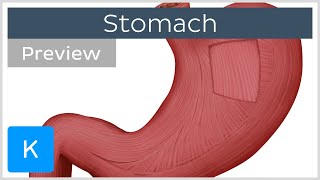 Stomach mucosa and muscle layers preview  Human Anatomy  Kenhub [upl. by Seed]