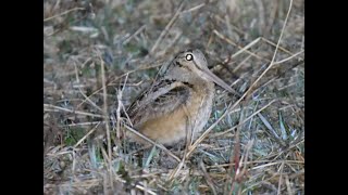 American Woodcock mating ritual [upl. by Ayatahs81]