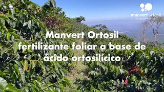 Manvert Ortosil  Cultivo de Café en Occidente de El Salvador [upl. by Einner527]