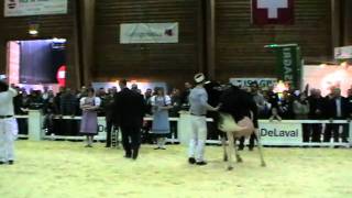 Expo Bulle 2011 HolsteinChampionnat jung [upl. by Anurb747]