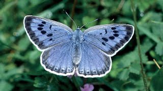 Incredible Insects No 8 The Large Blue Butterfly [upl. by Michell191]