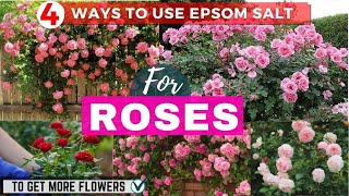 4 Ways to Use Epsom Salt For Roses to Get More Flowers [upl. by Mikkanen]