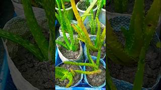 Aloe Vera plant propagation in soil trending propagation shorts [upl. by Otis]