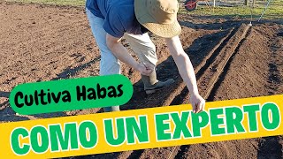 ¡Cultiva Habas como un Experto Guía Paso a Paso [upl. by Pollerd228]