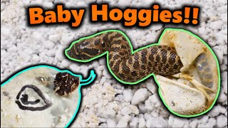 Really Cool Hognose Snakes Hatching [upl. by Disini]