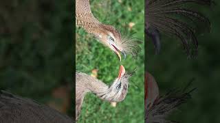 🐦☆⁷ Redlegged Seriema Cariama cristata in Seriema Family Cariamidae [upl. by Odrareg]