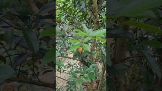 Cereja do Rio Grande laranja Eugenia involucrata Últimos frutos e sementes da estação [upl. by Faunie]