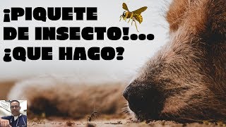 ¿PIQUETE DE INSECTO EN MI MASCOTA¿QUÉ HAGO [upl. by Marduk]