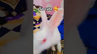 So cute bunny 🤩  Rabbit lovers shortsvideo NishavlogsFatehpur [upl. by Let695]