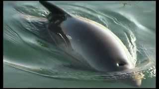 Protecting Harbour Porpoises [upl. by Llerod]