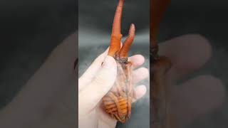 How a Hercules Beetle is born educationalshorts beetle [upl. by Ettenav]