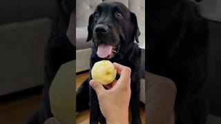 My Dog Loves Apple doglover lucky [upl. by Verlee]