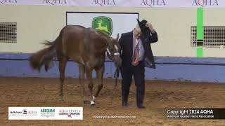 Select Yearling Fillies  2024 AQHA World Championship Show [upl. by Xever677]