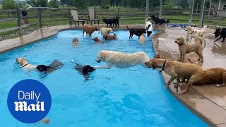 Thirtynine dogs jump into a pool at Michigan doggy day care cuteness ensues [upl. by Modeerf]