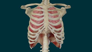 🚩🚩Anatomía y movimiento del diafragma [upl. by Alain]