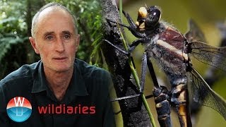 Giant Dragonflies in the Hanging Swamps of the Blue Mountains [upl. by Way]