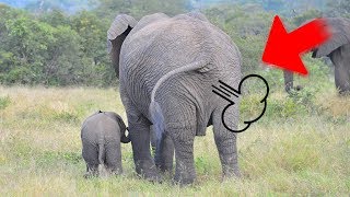 Top 10 Funniest Farts Animal in the World HD [upl. by Sitoel]