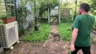 Garden Makeover 3  Ballarat  Australia [upl. by Amahs]