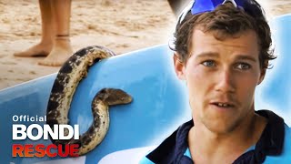 Bondi Lifeguards save a deadly sea snake [upl. by Athalie]