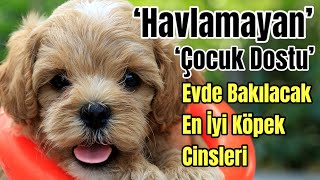 Evde Beslenecek En İyi Köpek Cinsleri  Zeki Aile Köpekleri [upl. by Ianaj]