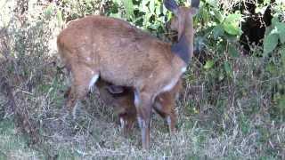 Bushbuck Nursing her Fawn [upl. by Debby]