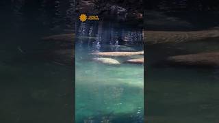 Watch manatees swimming in Clearwater Florida shorts [upl. by Bathelda]