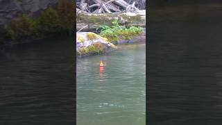 MASSIVE Salmon hiding in LOGJAM bobberdown floatfishing salmomfishing floatdrop [upl. by Leda]