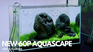 New 60P Aquascape Part 2  Planting [upl. by Novak212]