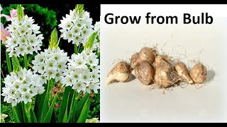 Grow Ornithogalum Plant from bulb  Grow Chincherinchee Plant from bulb [upl. by Hannaoj]