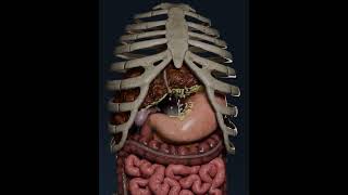 Ascites in liver cirrhosis 😱 [upl. by Nosidda408]