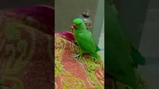 perrot funnyclips [upl. by Yerfdog]